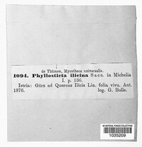 Phyllosticta ilicina image